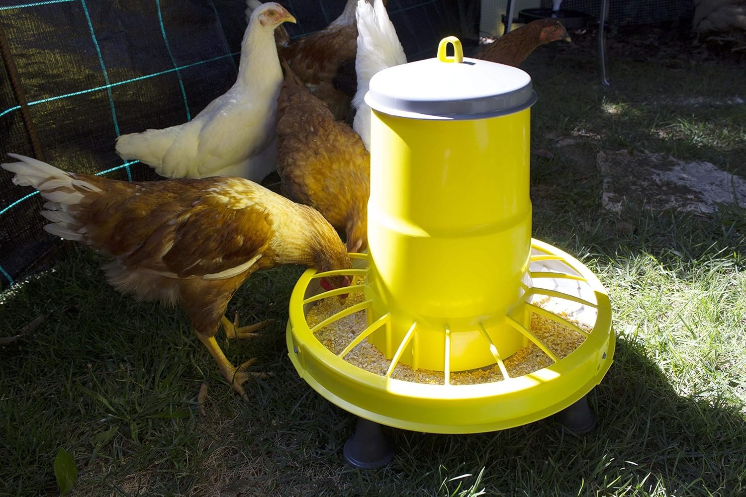 Zootec Mangiatoia per Galline, antispreco, Asta Regolazione del mangime, Coperchio e Piedini. capacità 5 kg. + Abbeveratoio per Galline a sifone in plastica con Manico e Piedini. capacità 10 Litri.