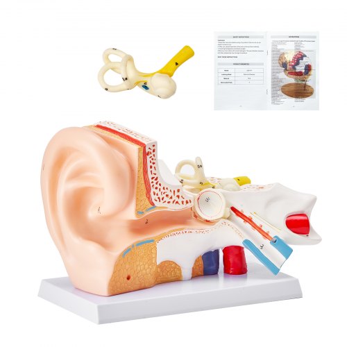 VEVOR Menschliches Ohr Anatomie 3D-Modell, 3 Teile 5 Mal Vergrößertes Menschliches Ohr Modell,  Äußeres, Mittleres, Inneres Ohr mit Basis, Professionelles PVC Anatomisches Ohr Modell Lehrmittel
