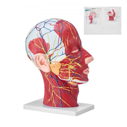 VEVOR Gefäßmodell des Kopfes Menschliche Anatomie Gehirn Modell 225 x 115 x 281 mm, Anatomie Skelett Halbzerlegtes Modell, Modell des Stamms für Schulungen, Werkzeuge, Medizinische Lernbedarf