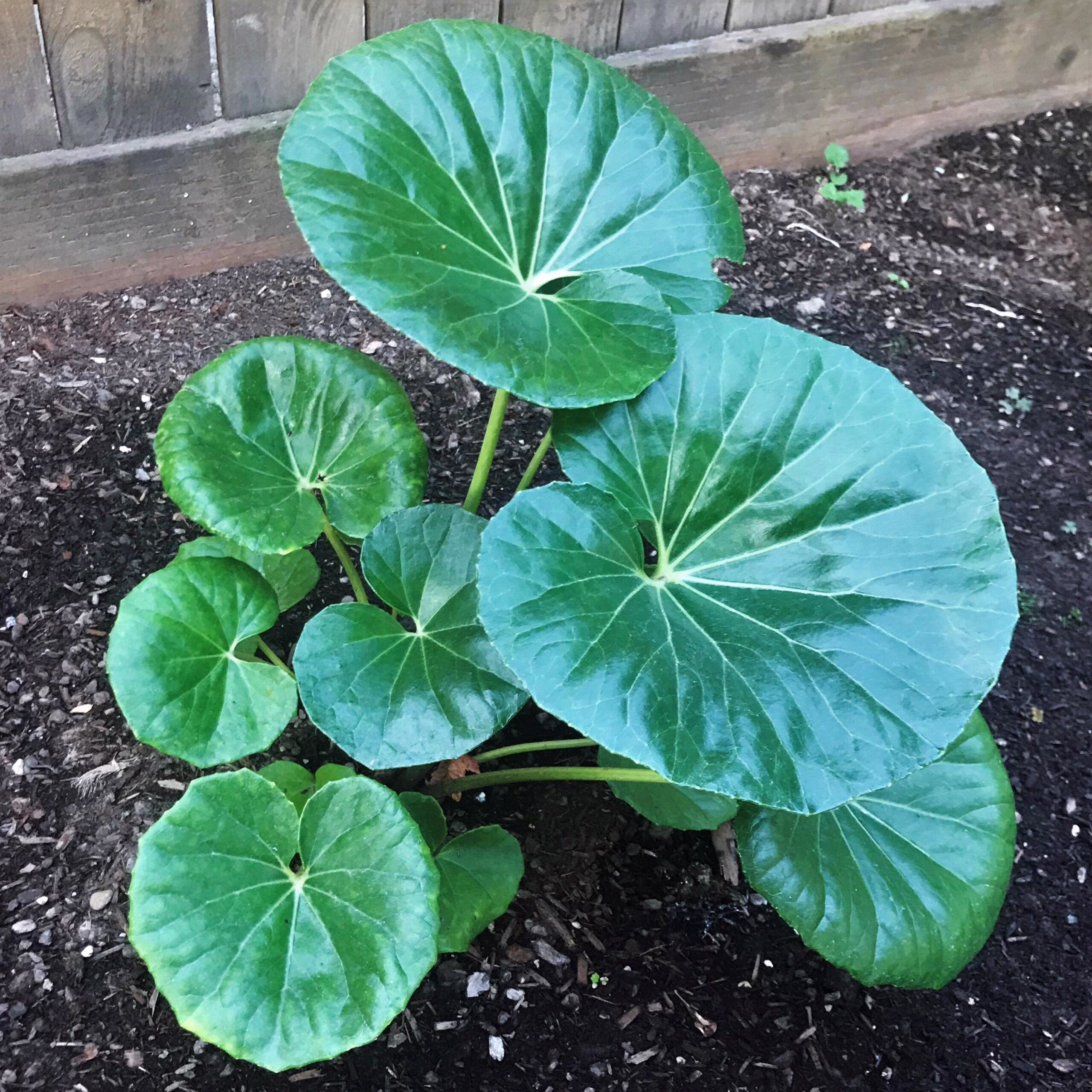 Gigantea Leopard Plant-Perennial-Attracts Pollinators  10