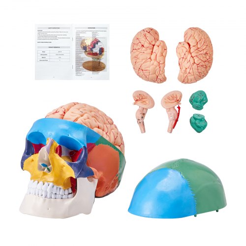 VEVOR Menschliches Schädelmodell, 8 Teile Gehirn & 3 Teile Schädel, Lebensgroßes Bemaltes Anatomie-Schädelmodell, Anatomischer PVC-Schädel, Abnehmbares Lernschädelmodell für Professionelle Lehre