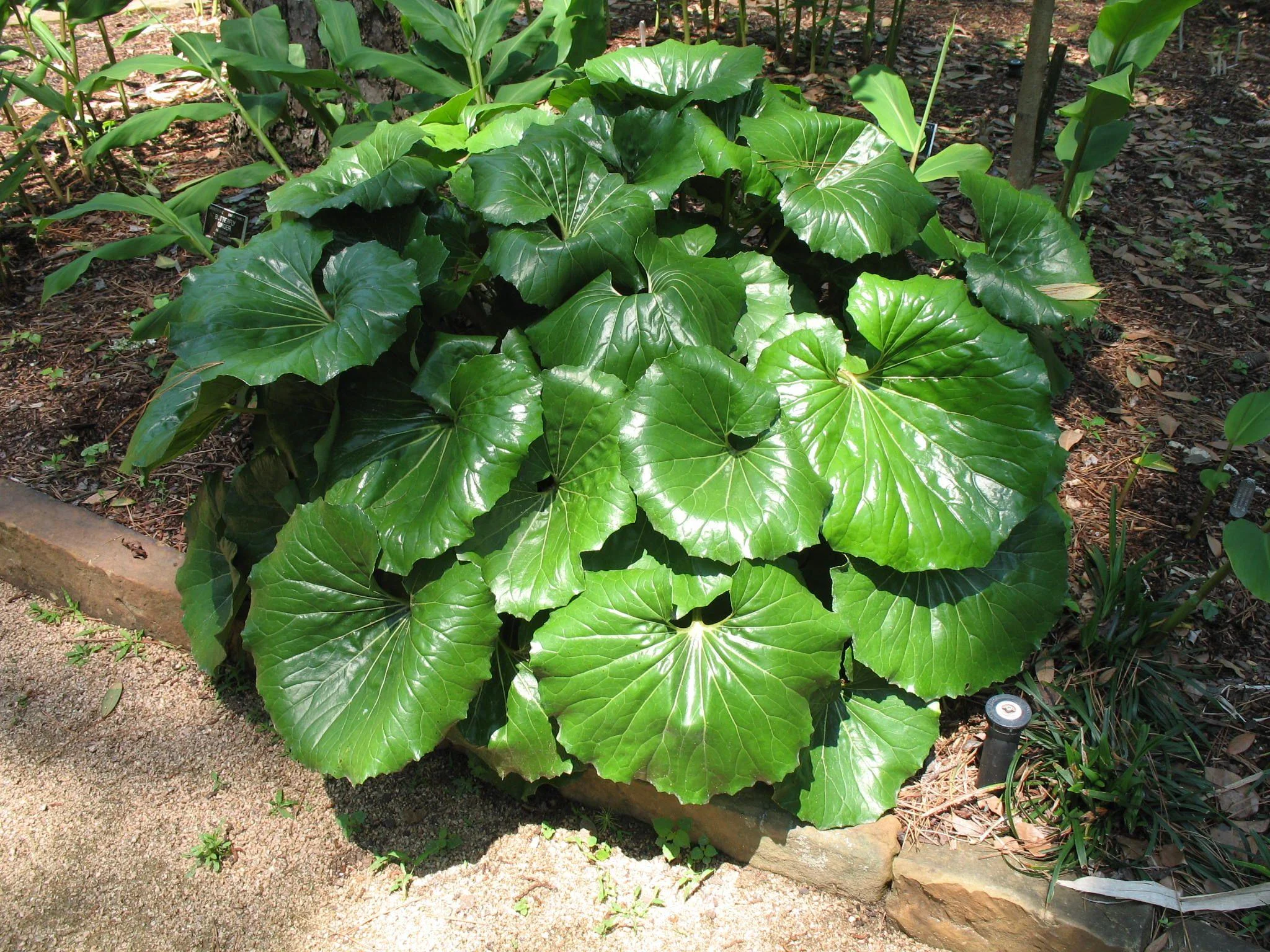 Gigantea Leopard Plant-Perennial-Attracts Pollinators  10