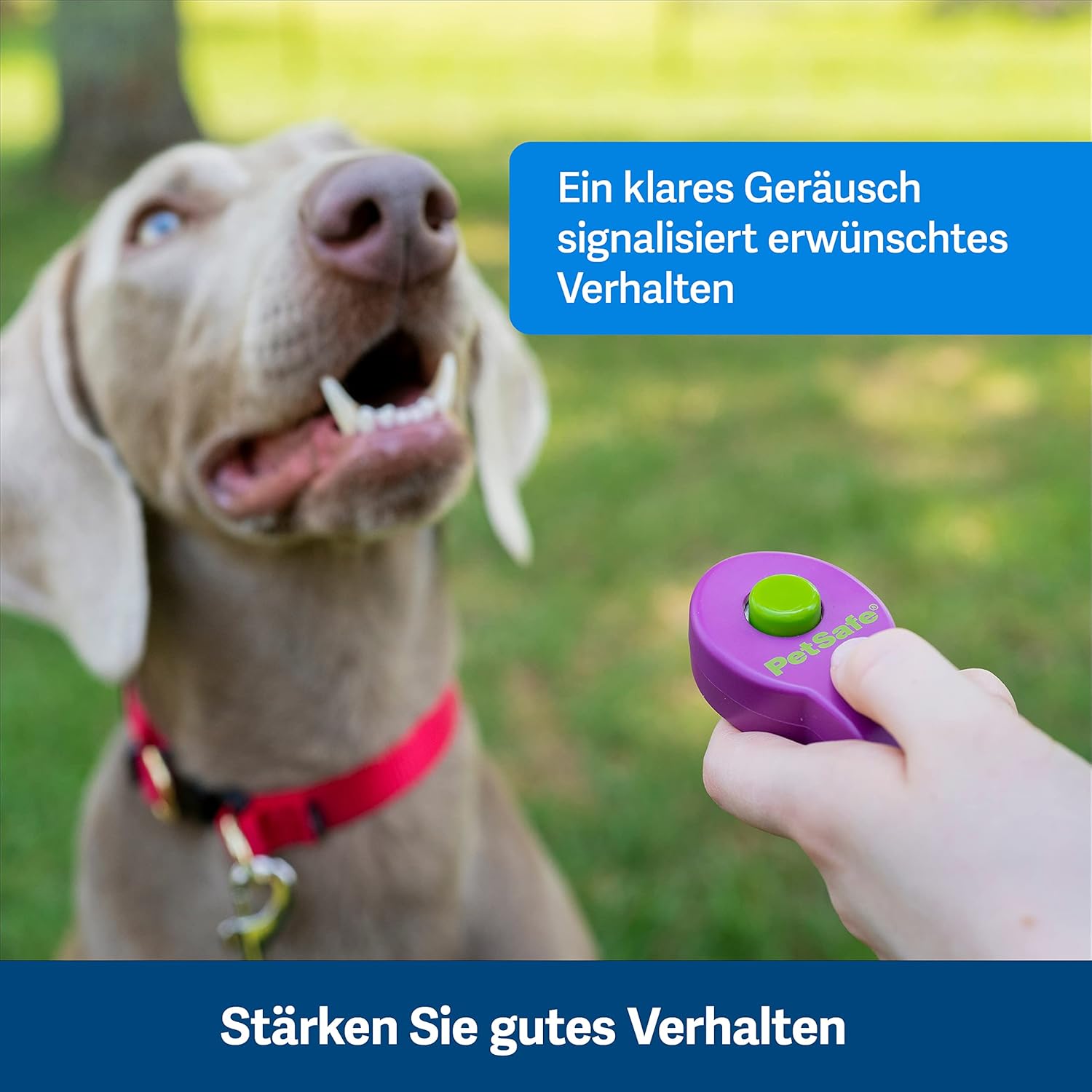 PetSafe Teach und Treat Ferngesteuerter Belohnungstrainer für Hunde, Training und Positive Verstrkung, 4 D Batterien ntig, Grau