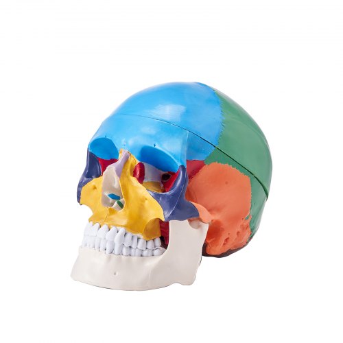 VEVOR Menschliches Schädelmodell, 3-teilige Menschliche Schädelanatomie, Lebensgroßes Bemaltes Anatomie-Schädelmodell, Anatomischer PVC-Schädel, Abnehmbares Lern-Schädelmodell, Lernwerkzeuge