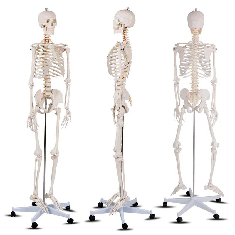 70.8" Life Size Human Anatomical Anatomy Skeleton Medical Model with Rolling Stand, Removable Parts, Poster & Dust Cover