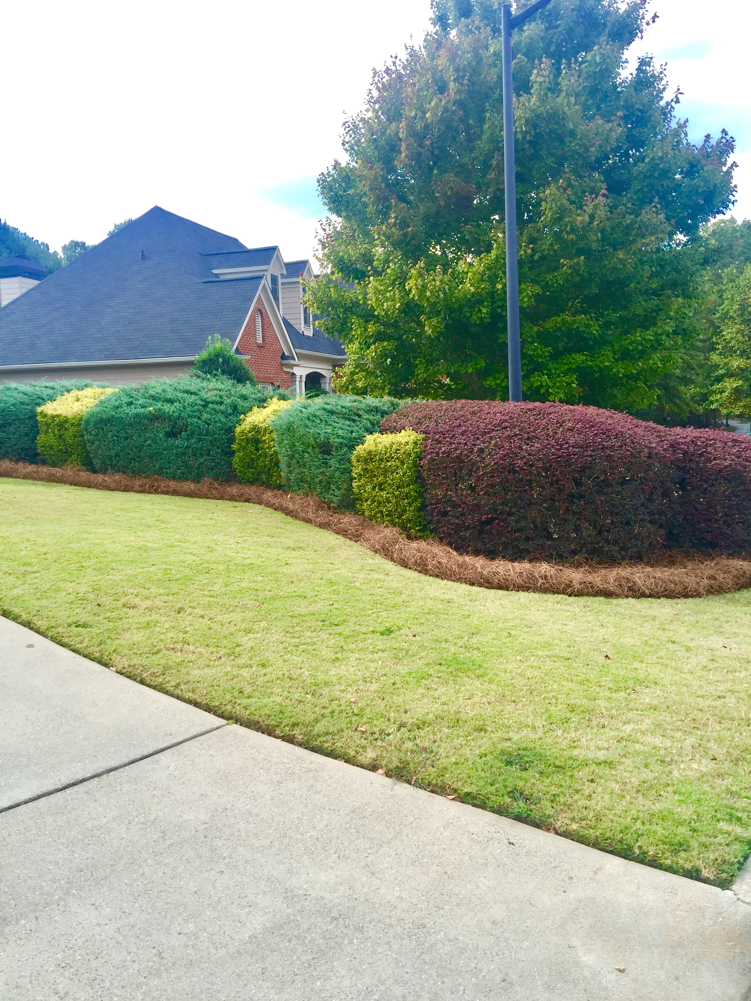 Premium Long Needle | Pine Straw Mulch | 160 Sqft