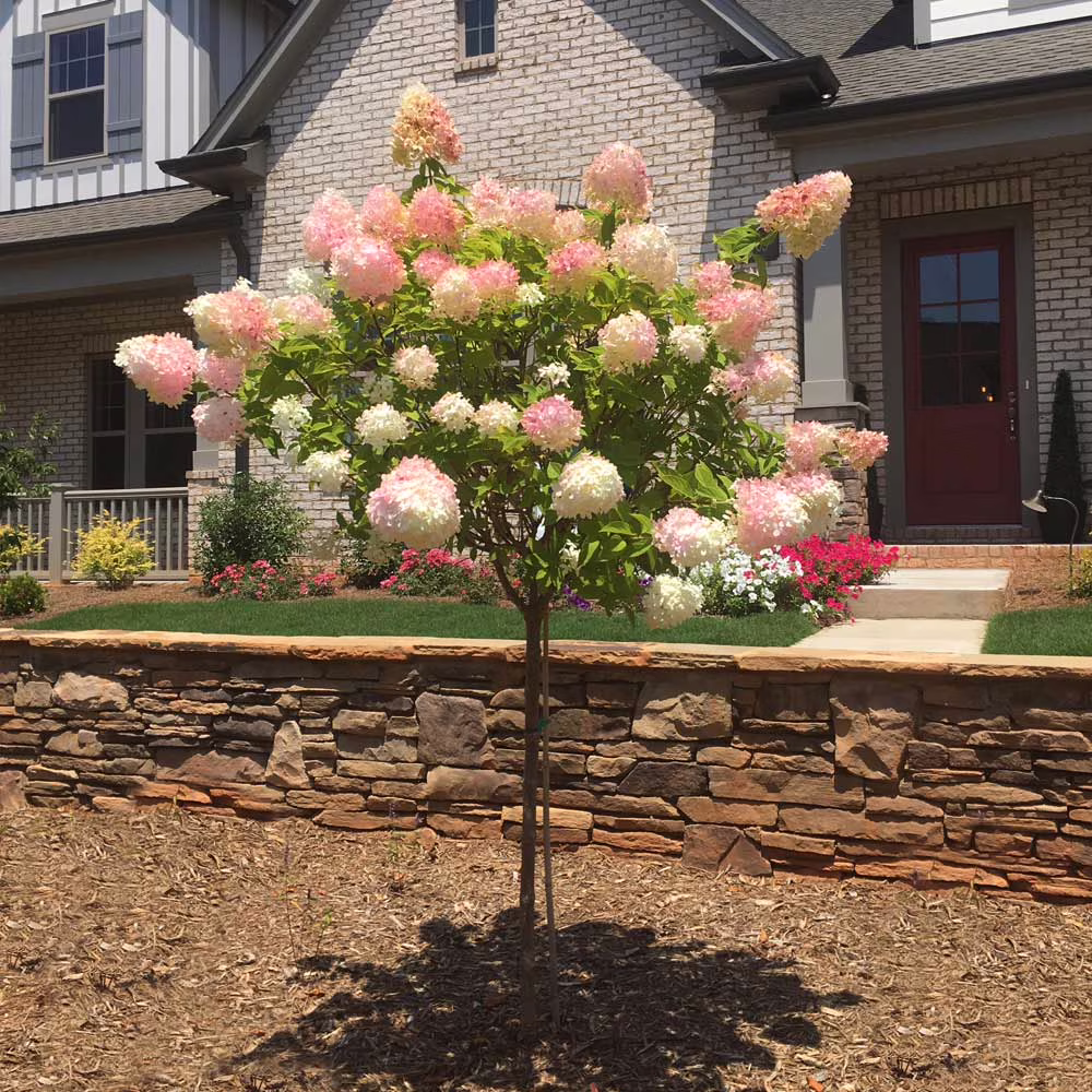 Brighter Blooms - Vanilla Strawberry Hydrangea Tree, 4-5 ft. - No Shipping to AZ