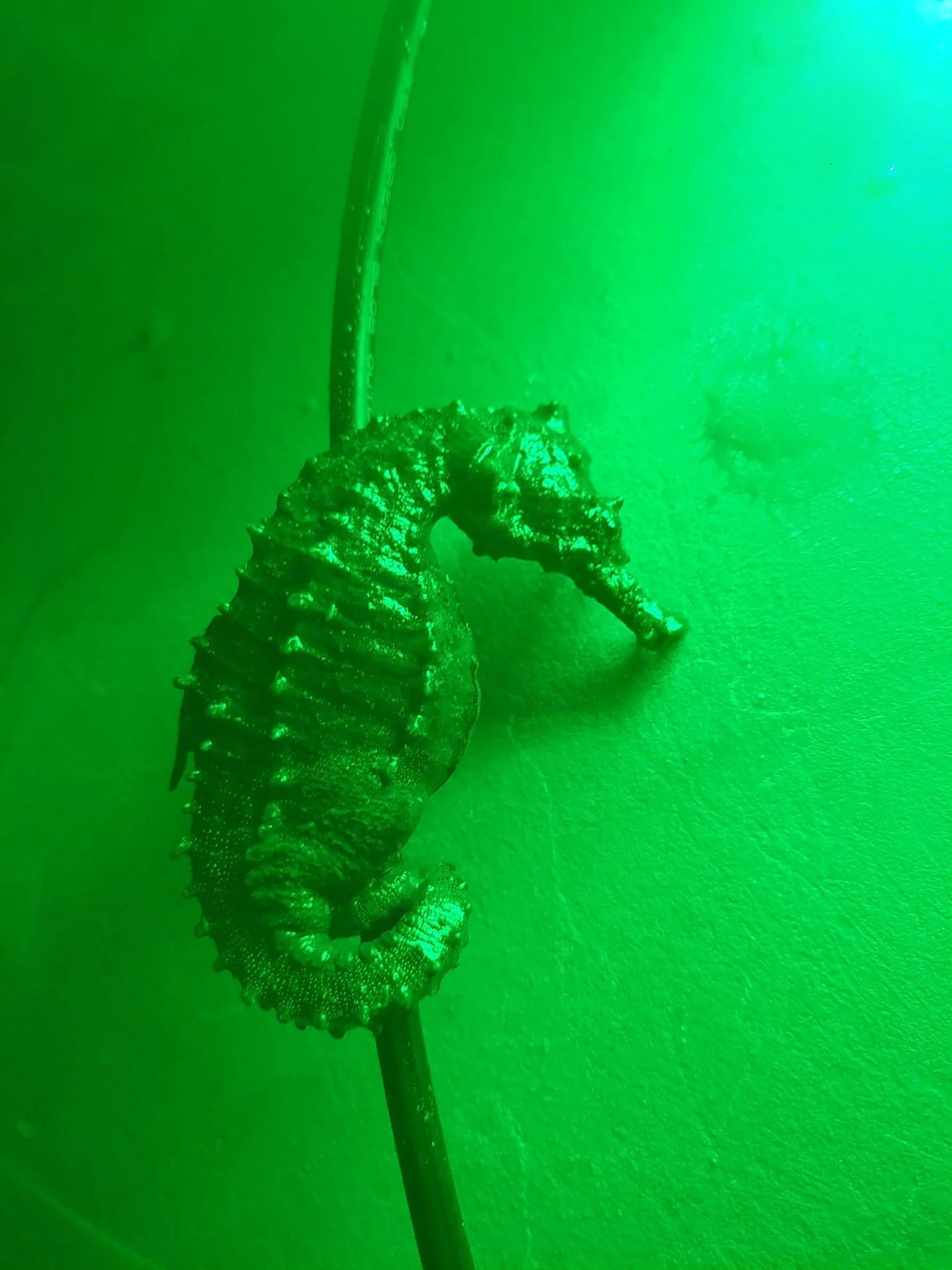 Green Blob 110V Bottom Bobber: LED Underwater Dock Fishing Light