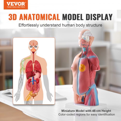 VEVOR Menschliches Körpermodell, 23 Teile 455 mm, Menschlicher Torso Anatomie Modell Unisex Anatomisches Skelett Modell mit Abnehmbaren Organen, Pädagogisches Lehrmittel für Studenten, Lehrvorführung