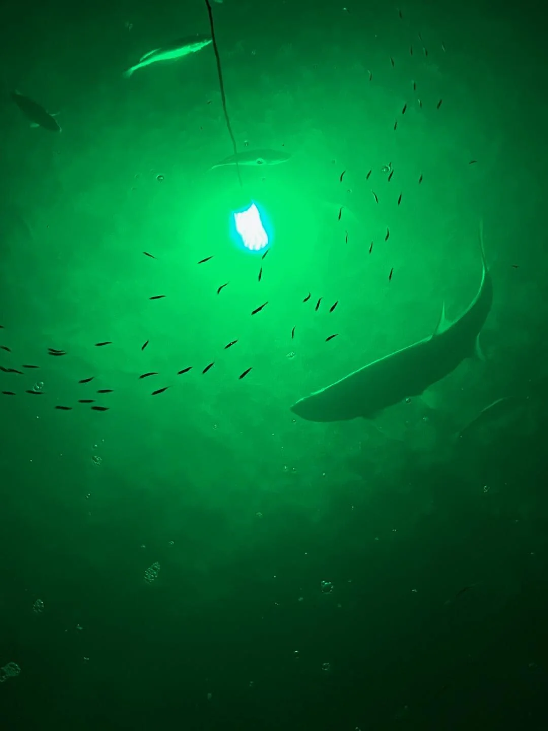 Green Blob 110V Bottom Bobber: LED Underwater Dock Fishing Light