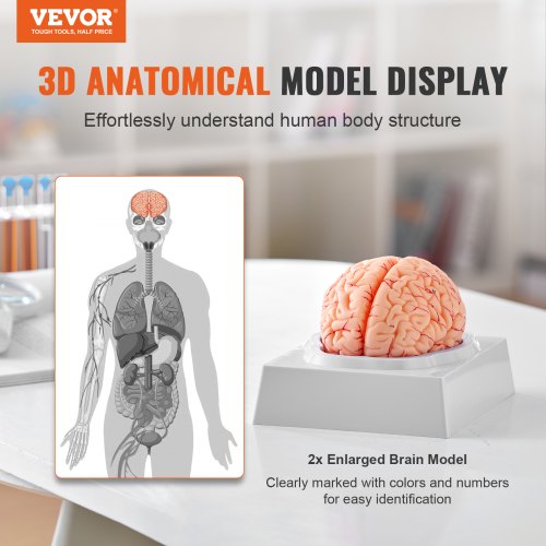 VEVOR Menschliches Gehirn Modell Anatomie, 1:1 Lebensgröße 9-teiliges Menschliches Gehirn Anatomisches Modell mit Etiketten & Display Basis, Abnehmbare Gehirn Modell für Wissenschaft Forschung Lehren