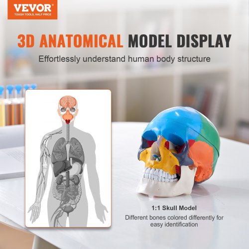 VEVOR Menschliches Schädelmodell, 8 Teile Gehirn & 3 Teile Schädel, Lebensgroßes Bemaltes Anatomie-Schädelmodell, Anatomischer PVC-Schädel, Abnehmbares Lernschädelmodell für Professionelle Lehre