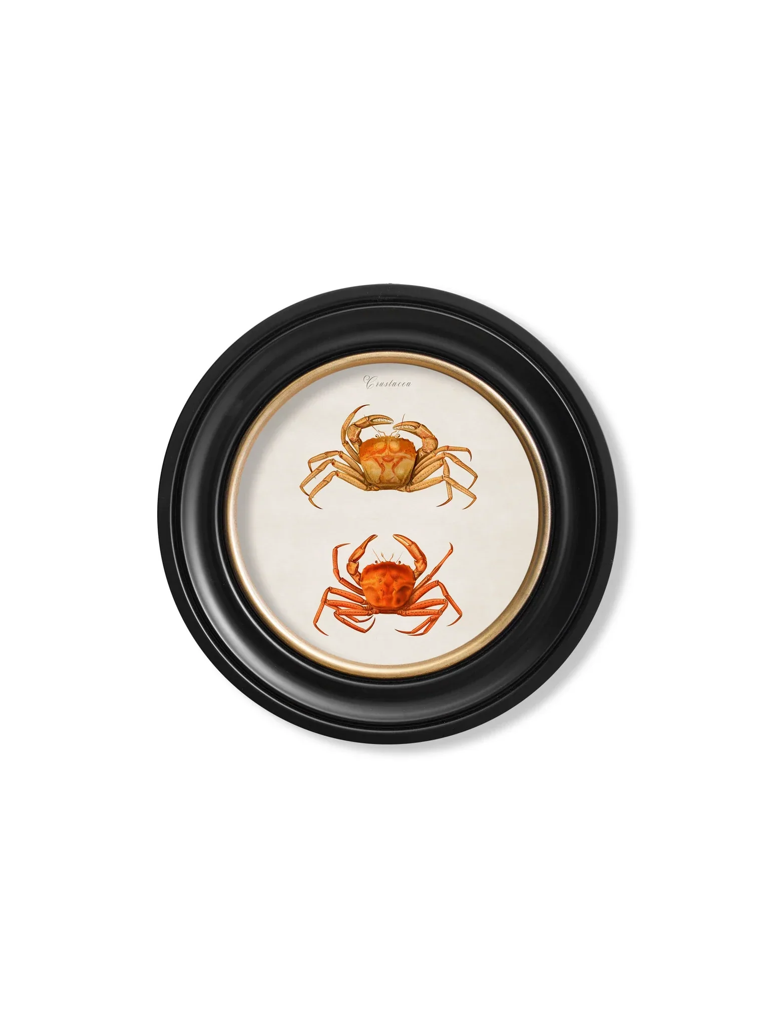 C.1876 Marine Animals in Round Frames
