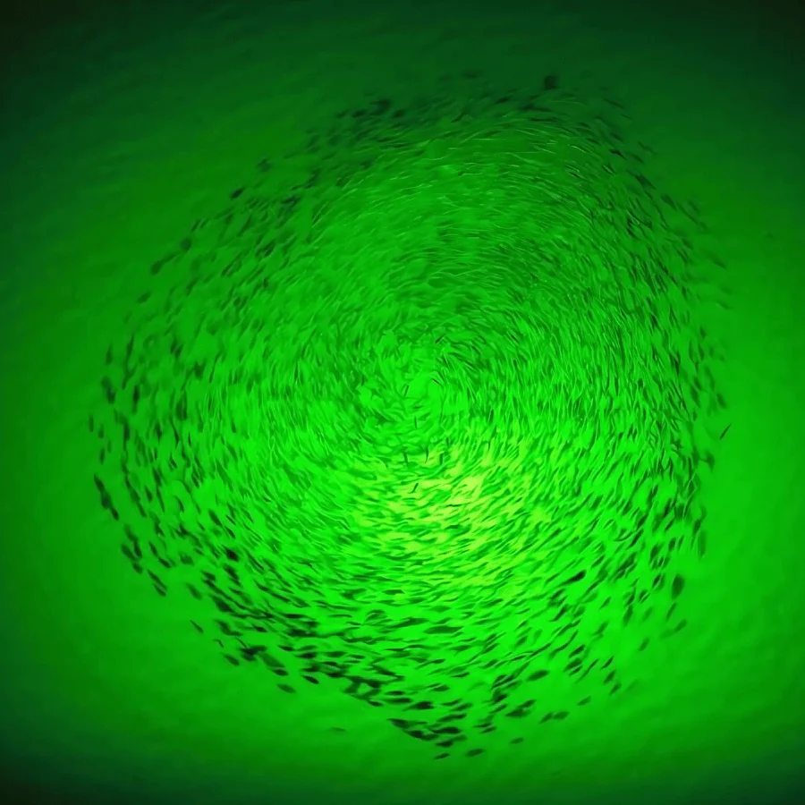 Solar Powered Underwater Fishing Light for Docks | Green Blob Outdoors New Solar Panel Kit | Bright Green Night Fishing Attractant for Snook, Shad, Bass & Catfish – No Dock Power Needed!