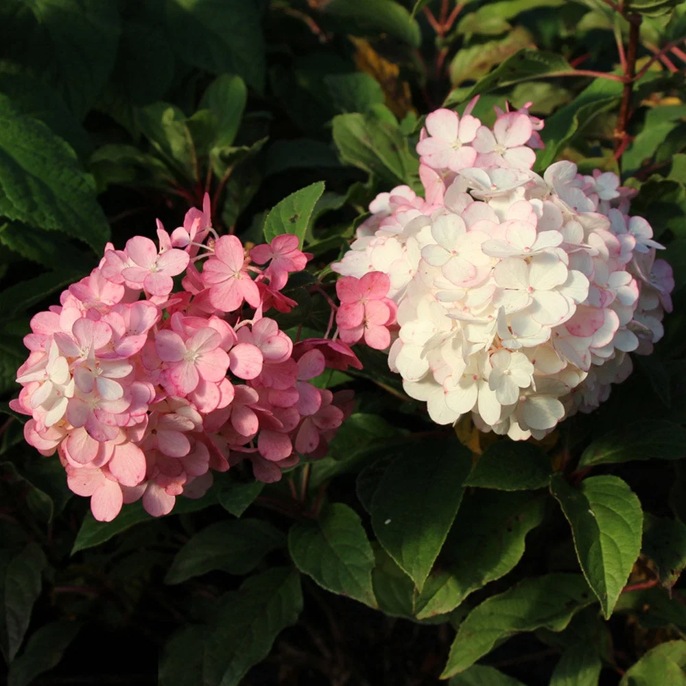 Brighter Blooms - Vanilla Strawberry Hydrangea Tree, 4-5 ft. - No Shipping to AZ
