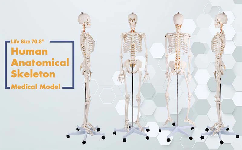 70.8 inch Life Size Human Skeleton Model for Anatomy