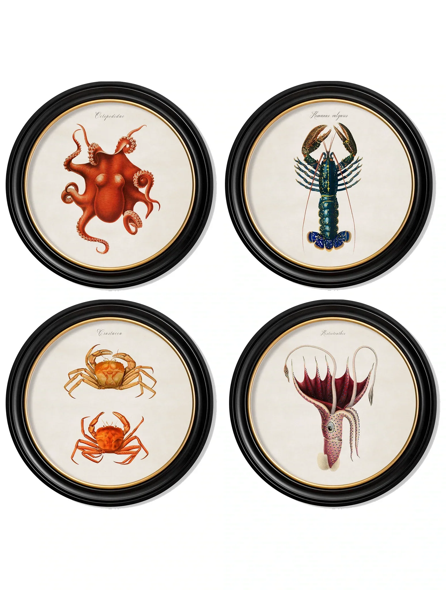 C.1876 Marine Animals in Round Frames