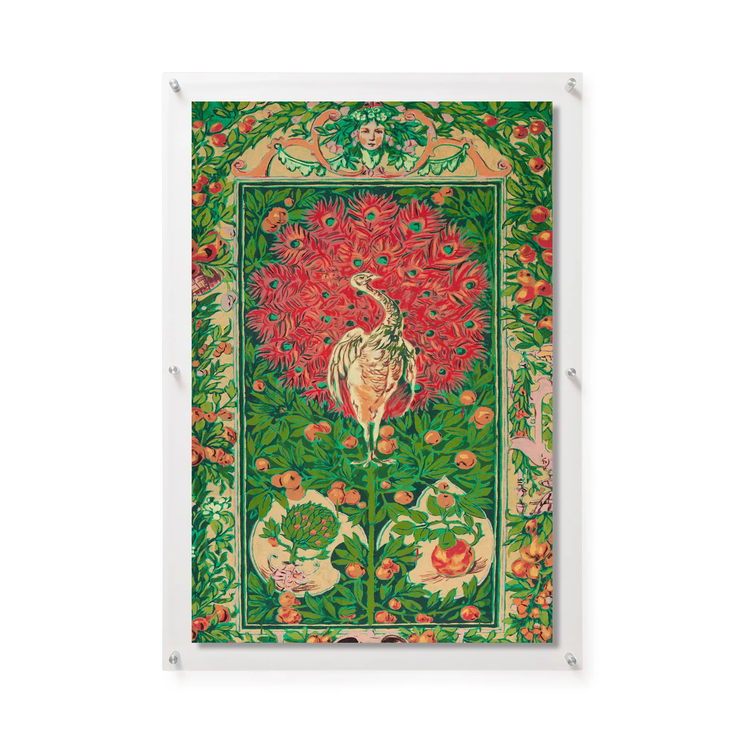 Peacock by Bachman + Petrie