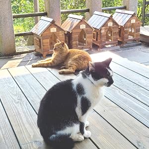 Due gatti su un ponte di legno vicino a quattro piccole strutture in legno a forma di casa. Un gatto è arancione, sdraiato, mentre un gatto bianco e nero è seduto