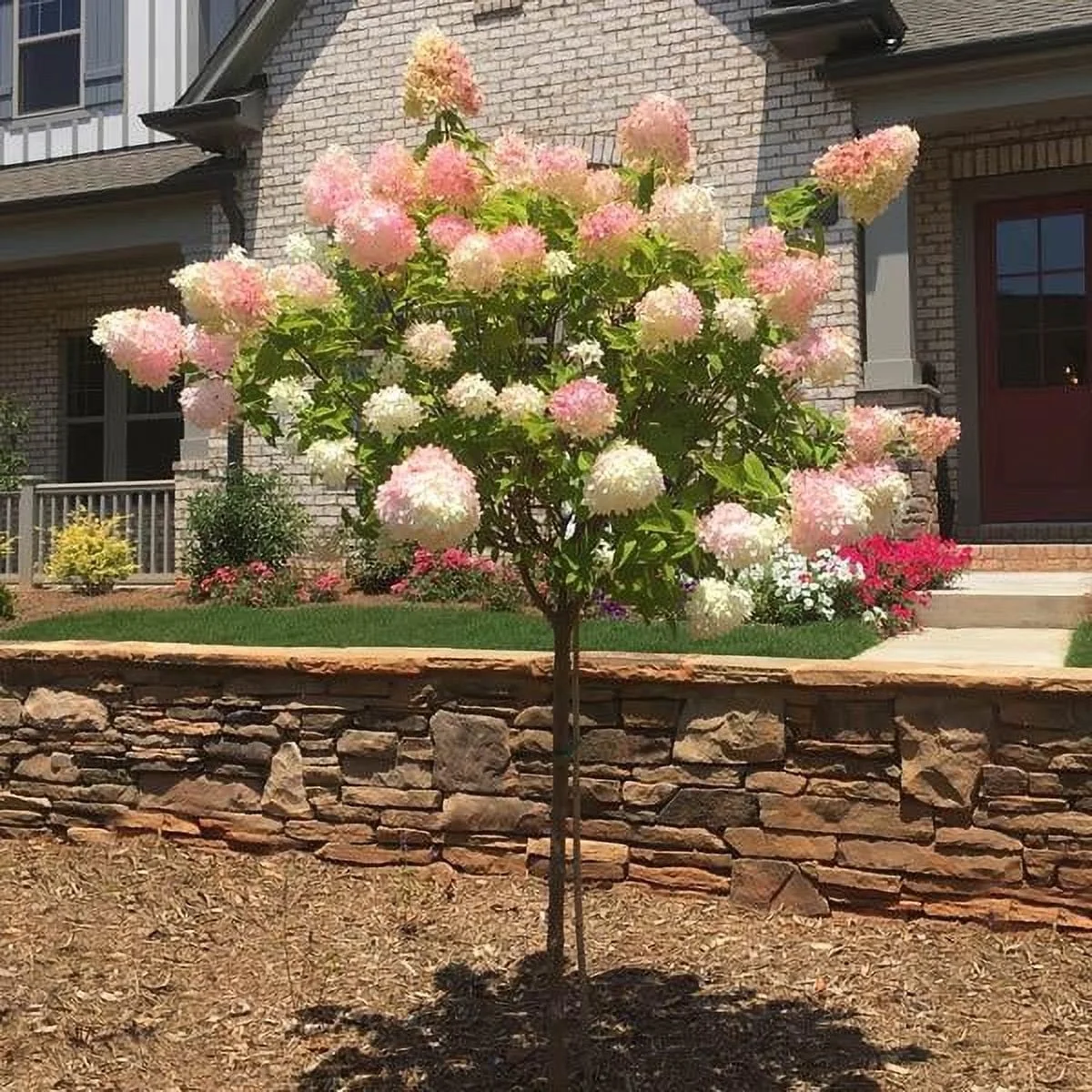 Brighter Blooms - Vanilla Strawberry Hydrangea Tree, 4-5 ft. - No Shipping to AZ