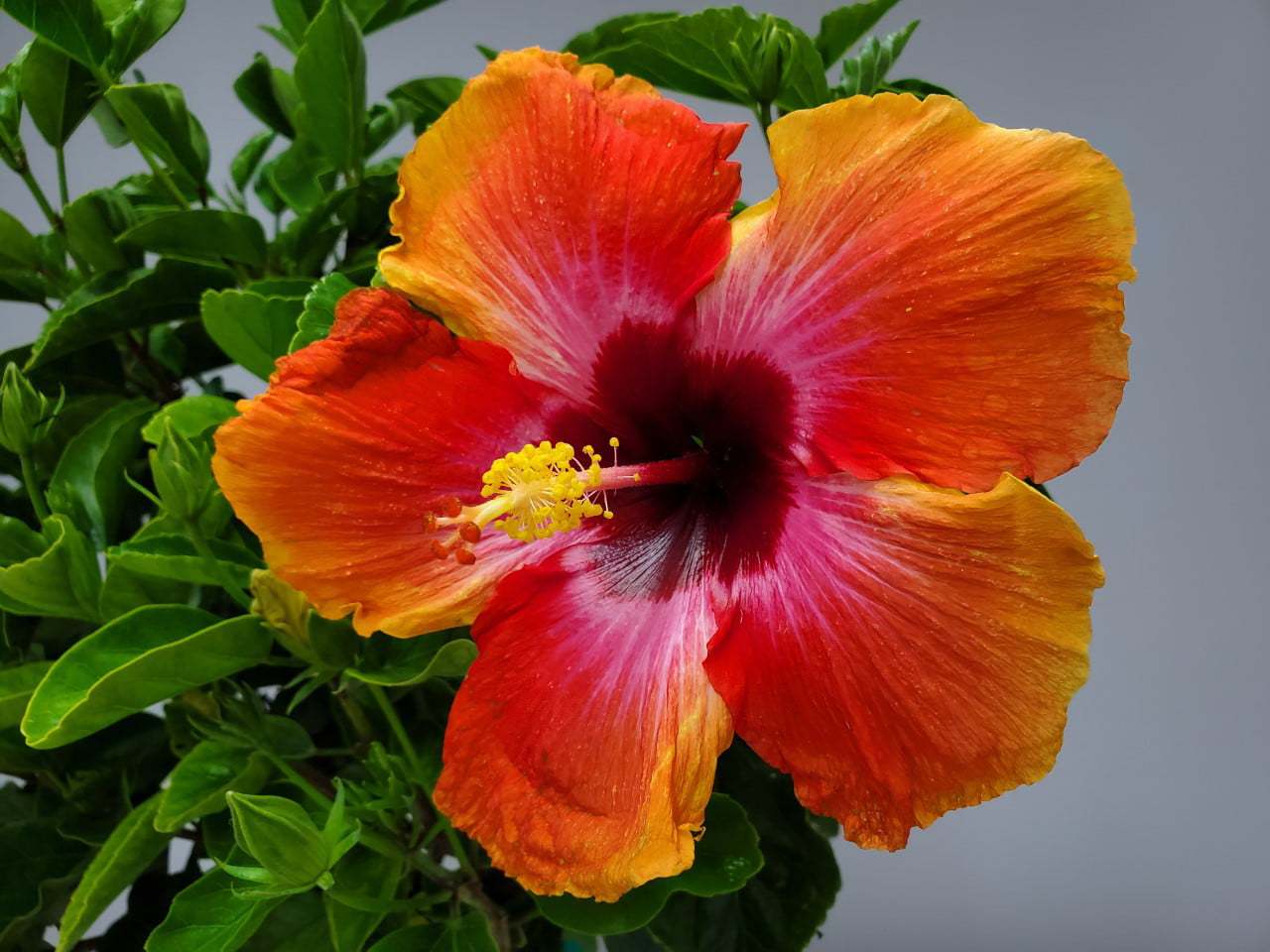 Tropical Plants Fiesta Hibiscus Tree 34&prime;&prime; 38&prime;&prime; Braided, Full Sun Flowering, 3 Gallon