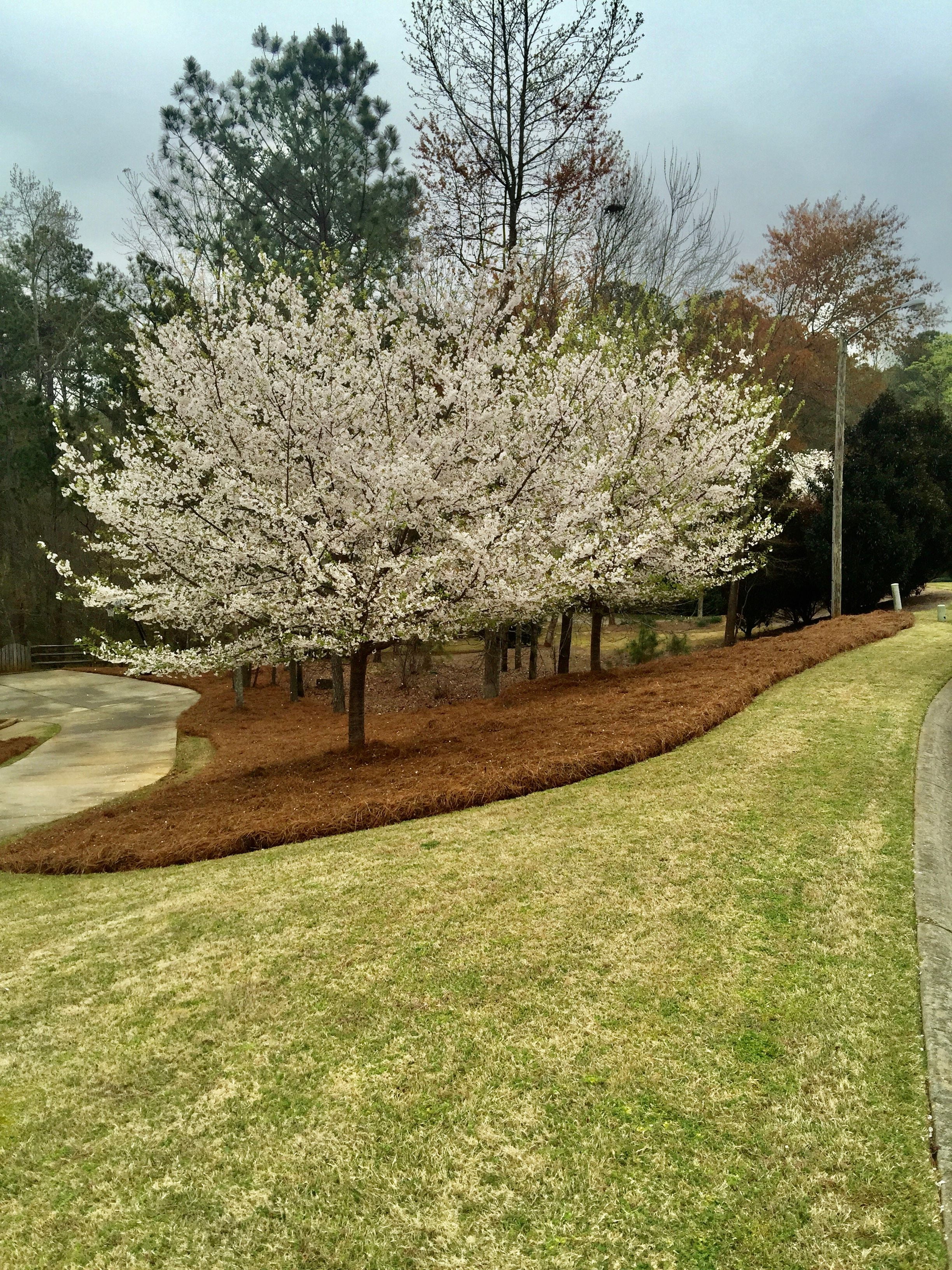 Premium Long Needle | Pine Straw Mulch | 160 Sqft