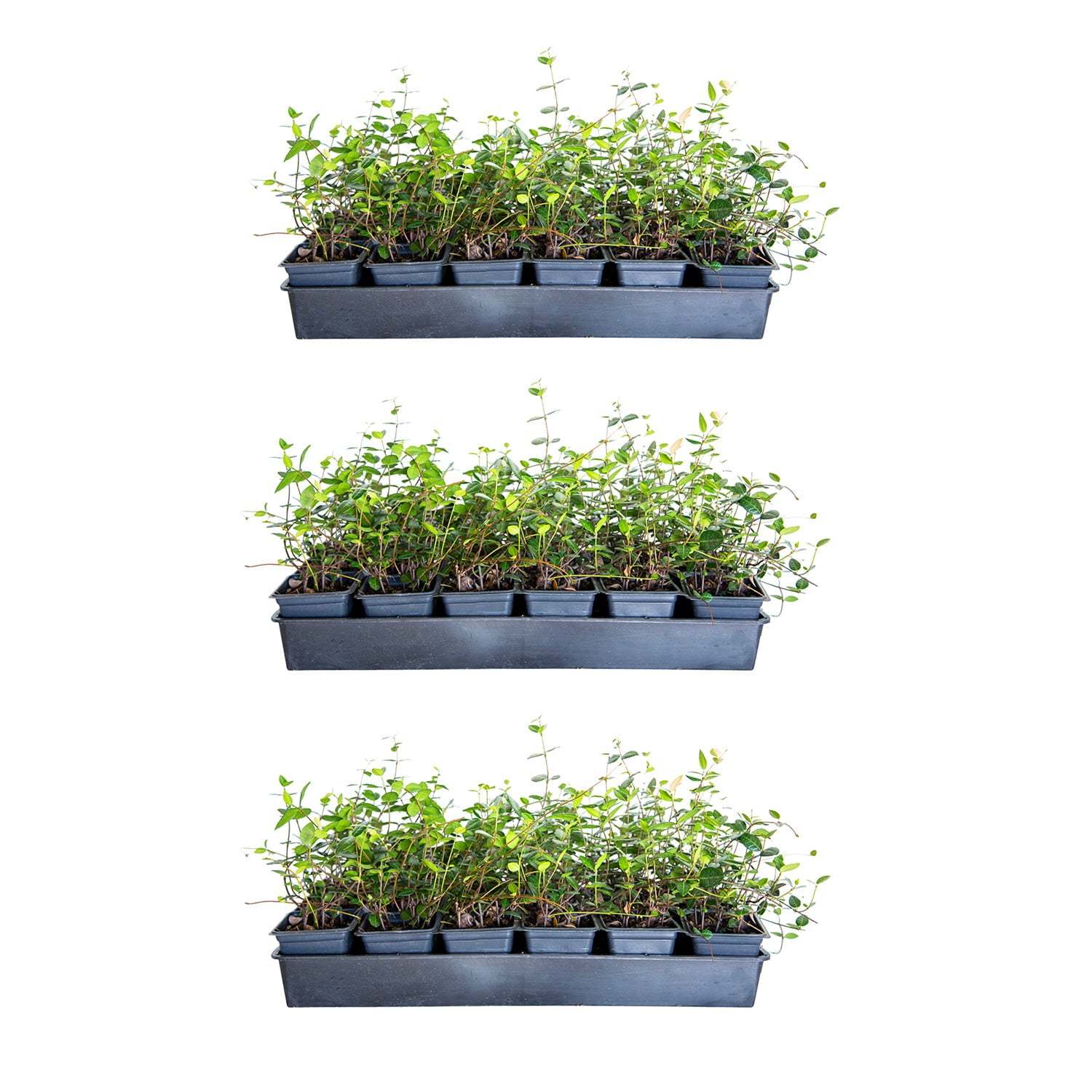 Asiatic Jasmine Evergreen Groundcover Vine, 54 Pack, 3.25 Inch Pots, Full Sun Plant