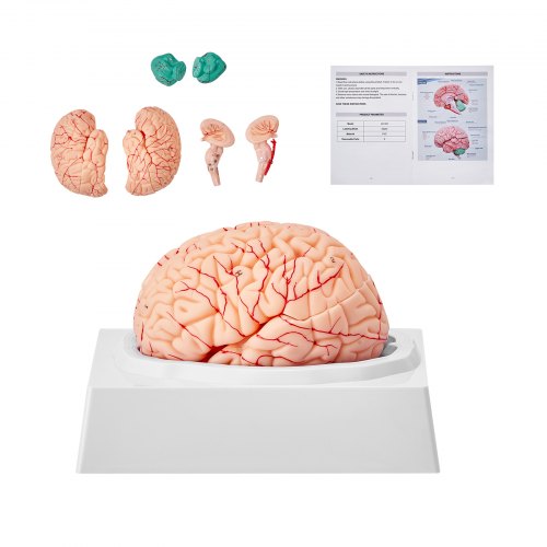 VEVOR Menschliches Gehirn Modell Anatomie, 1:1 Lebensgröße 9-teiliges Menschliches Gehirn Anatomisches Modell mit Etiketten & Display Basis, Abnehmbare Gehirn Modell für Wissenschaft Forschung Lehren