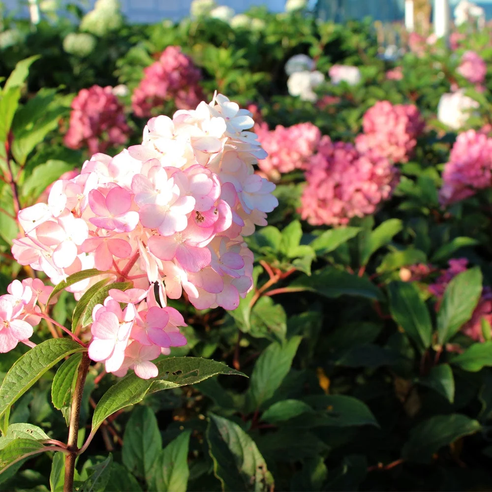 Brighter Blooms - Vanilla Strawberry Hydrangea Tree, 4-5 ft. - No Shipping to AZ