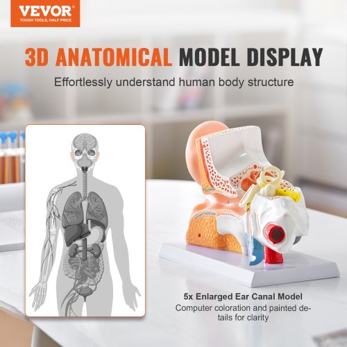 VEVOR Menschliches Ohr Anatomie 3D-Modell, 3 Teile 5 Mal Vergrößertes Menschliches Ohr Modell,  Äußeres, Mittleres, Inneres Ohr mit Basis, Professionelles PVC Anatomisches Ohr Modell Lehrmittel