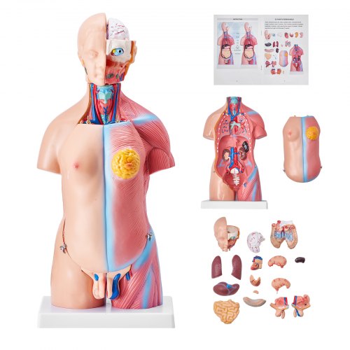 VEVOR Menschliches Körpermodell, 23 Teile 455 mm, Menschlicher Torso Anatomie Modell Unisex Anatomisches Skelett Modell mit Abnehmbaren Organen, Pädagogisches Lehrmittel für Studenten, Lehrvorführung