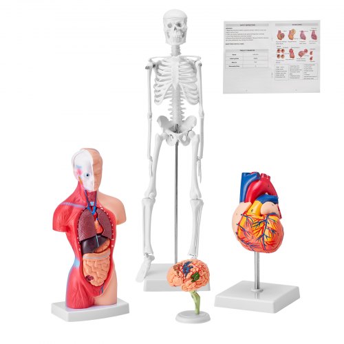 VEVOR 4-teilige Menschliche Anatomiemodelle Menschlicher Körper Anatomie Modell, Vollskelett / Vollorganset / Herz / Gehirn Abnehmbarer Menschlicher Körper Modell, für Medizinstudenten Ärzte & Lehrer