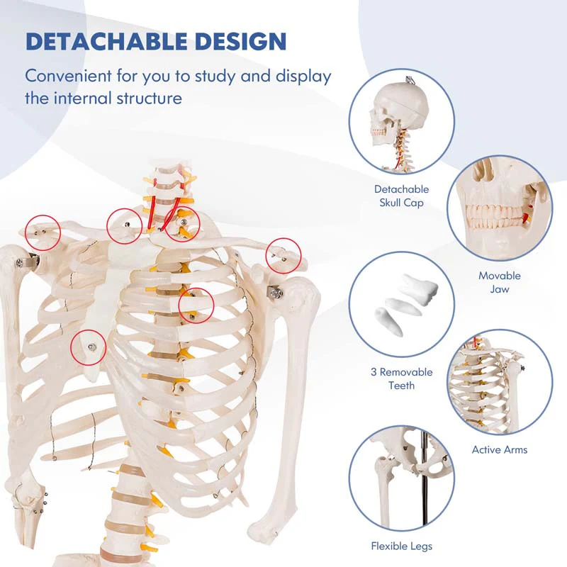 70.8 inch Life Size Human Skeleton Model for Anatomy