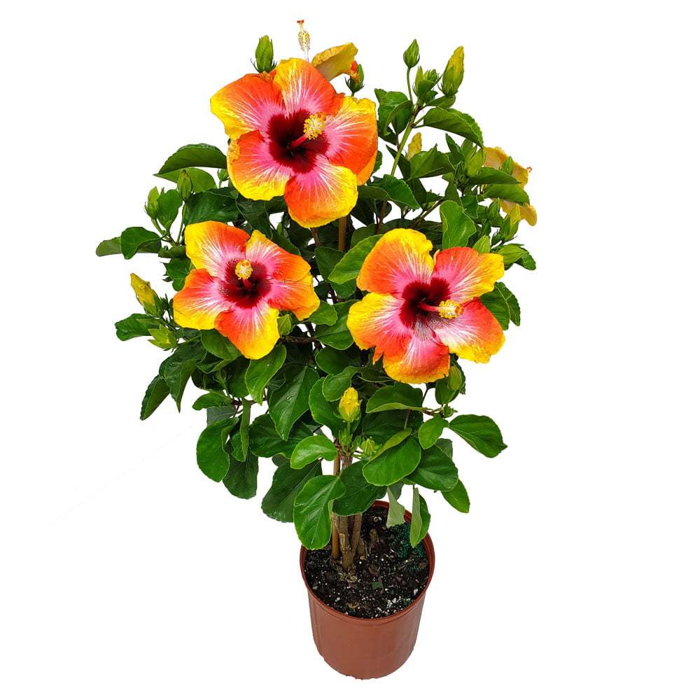 Tropical Plants Fiesta Hibiscus Tree 34&prime;&prime; 38&prime;&prime; Braided, Full Sun Flowering, 3 Gallon