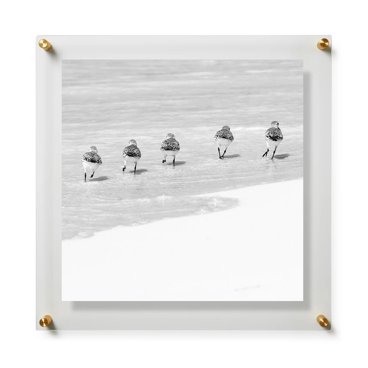 Happy Little Sanderlings 1 by Lisa Cirilli