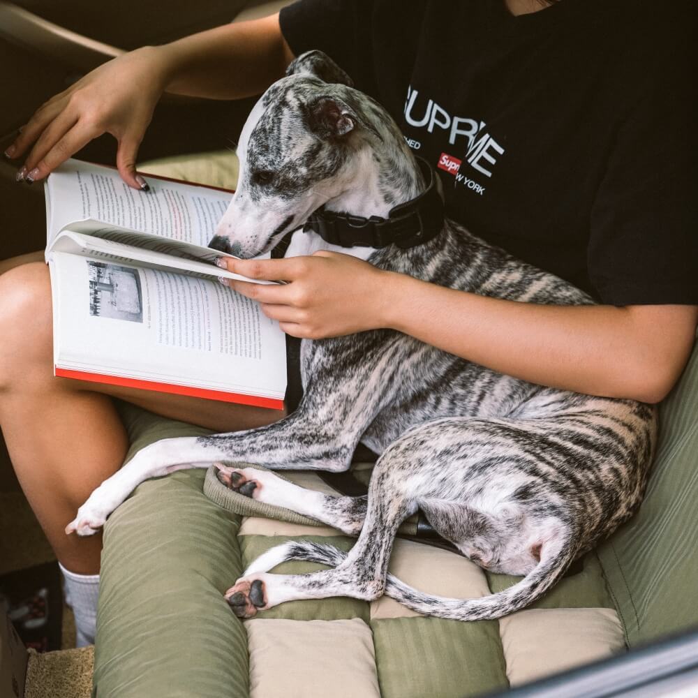 Large Dog Car Seat Bed �C Waterproof & Bolstered with Anti-Slip Base