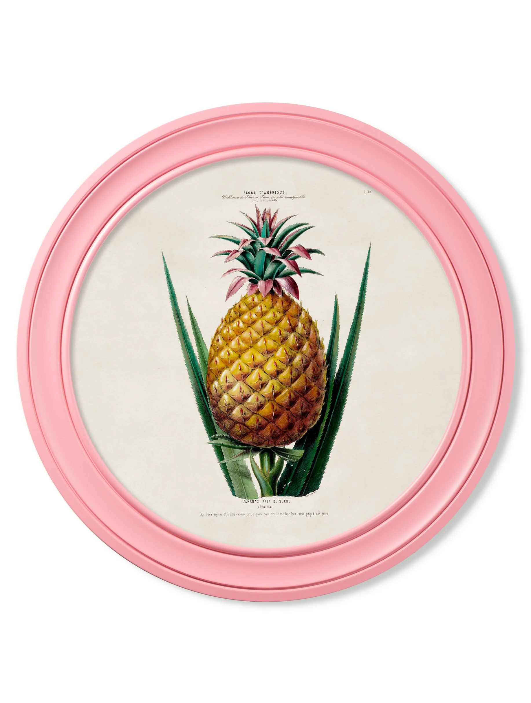 c.1843 Pineapple Plant - Round Frame Pink