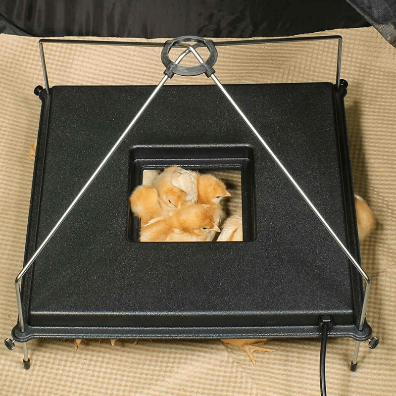 Placa Térmica Premium para Incubadora de Pollitos