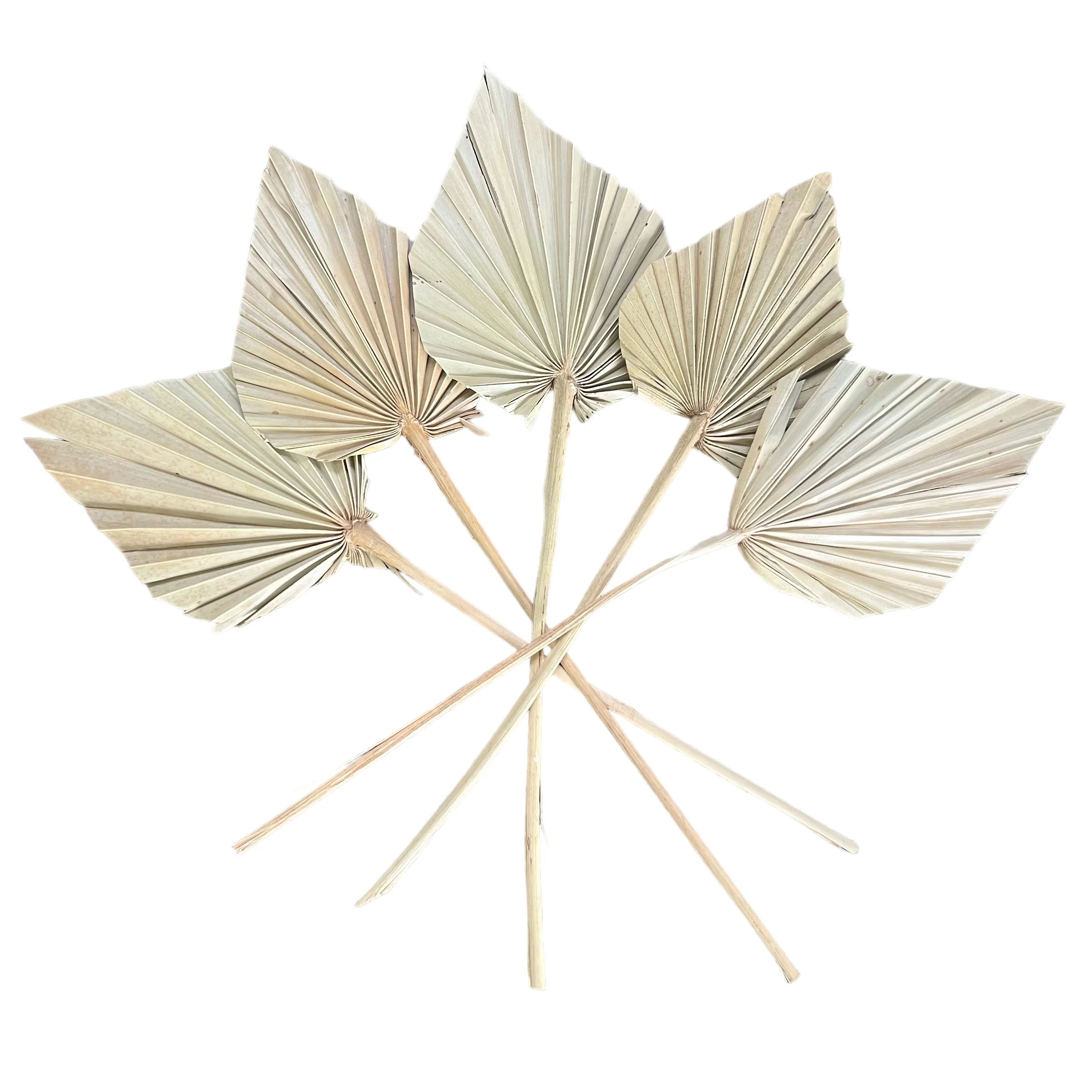 Spade Palm | Dried | Natural | Set of 5