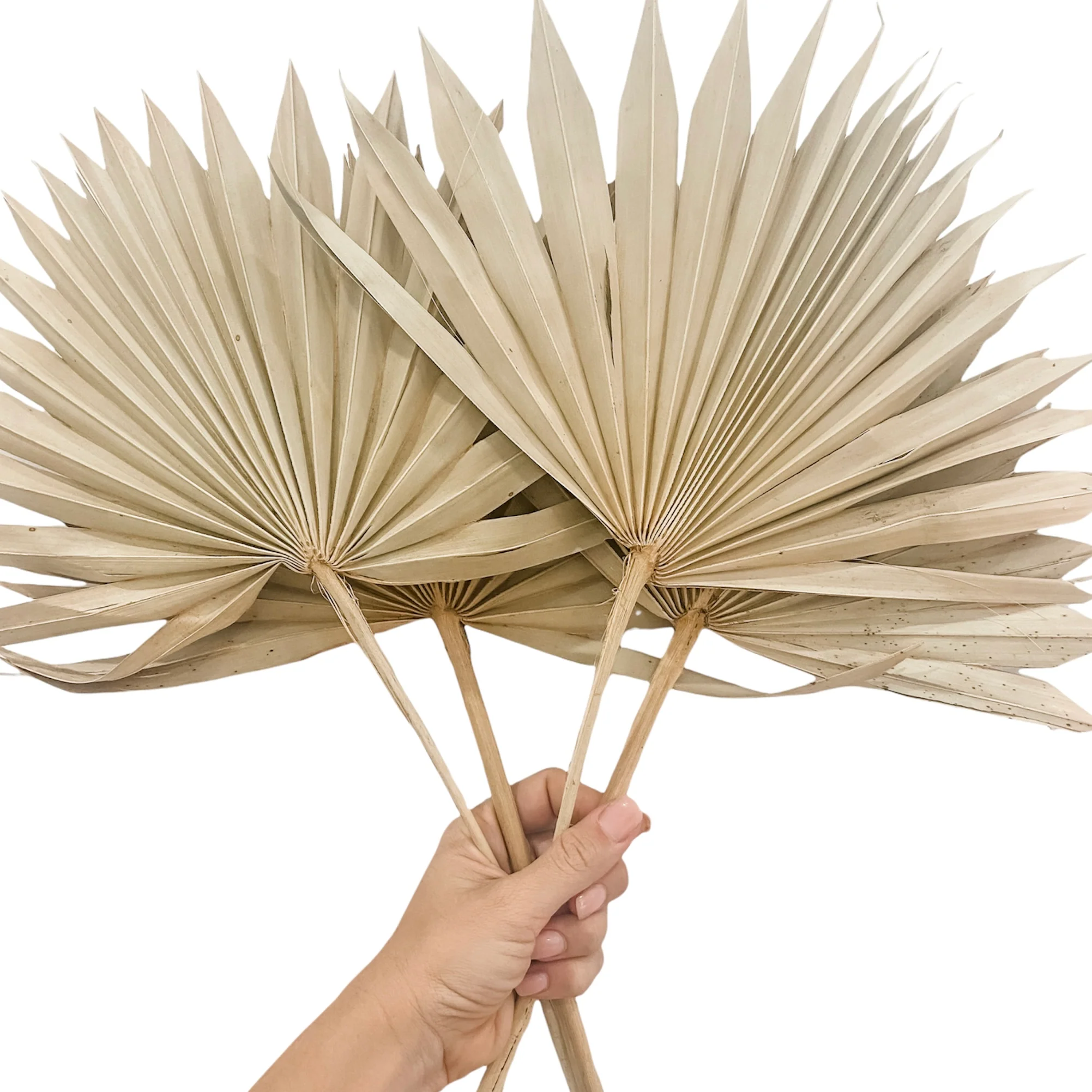 Sun Spear Palm | Dried | Natural | Set of 4