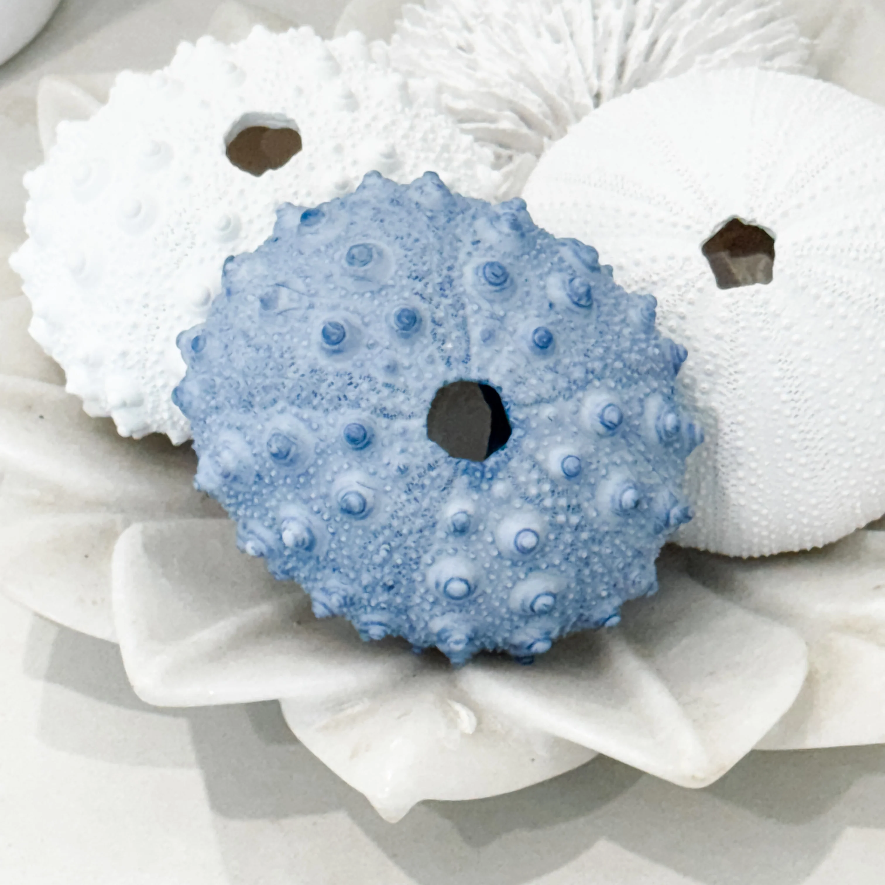 Blue Spiky Urchin Coral Resin