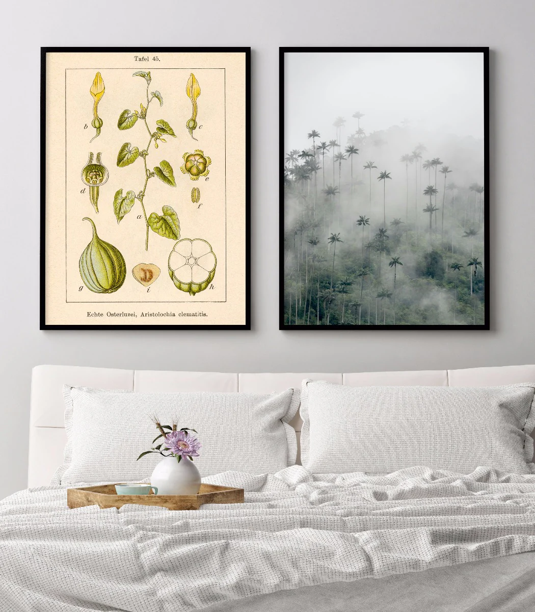 Antique Flower Illustration Birthwort juliste