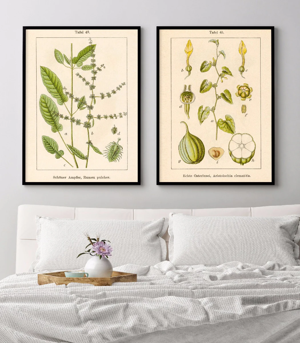 Antique Flower Illustration Fiddle Dock juliste