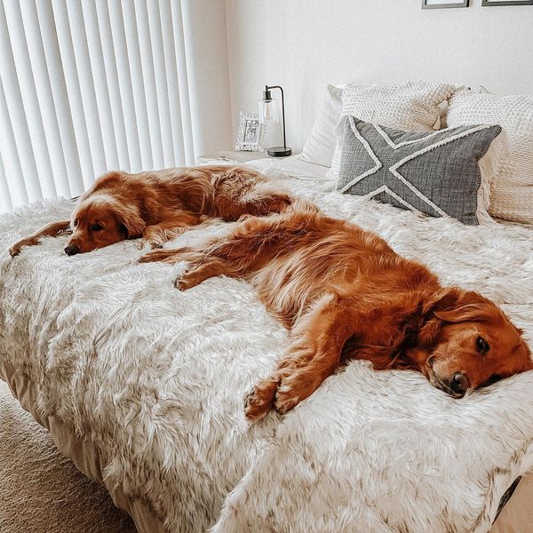 [COMBO] Camita Anti-Estrés  + Protector de Sofá Impermeable - SoftProtector™ + Almohadita en Peluche de Obsequio 🎁