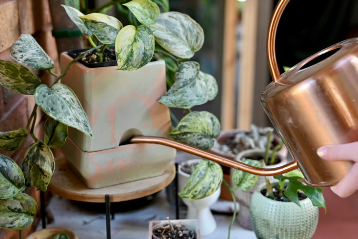 How To Use Self Watering Pots